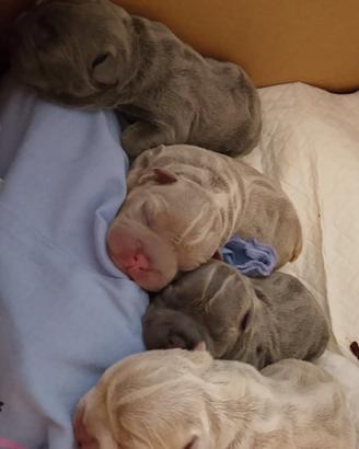 Bulldog francese
