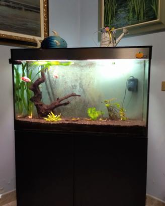 Acquario
