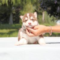 Cucciolo maschio di Husky bianco e rosso