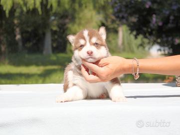 Cucciolo maschio di Husky bianco e rosso