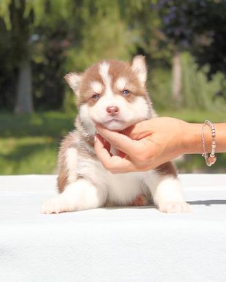 Cucciolo maschio di Husky bianco e rosso