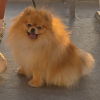 Volpino di pomerania accoppiamento