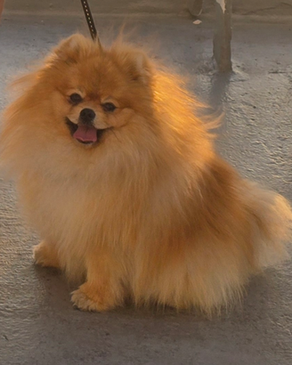 Volpino di pomerania accoppiamento