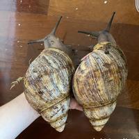 Achatina