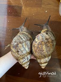 Achatina