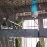 Parrocchetti dal collare