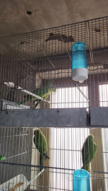 Parrocchetti dal collare