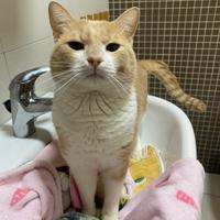 Aiutateci con il dolce leo