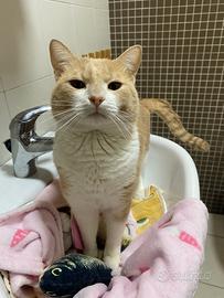 Aiutateci con il dolce leo