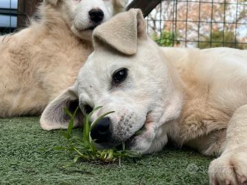 Zavi tre mesi in canile