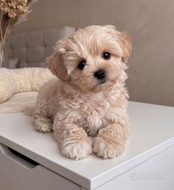 Maltipoo - pagamento rateizzabile