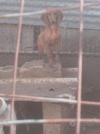 Cucciola segugio