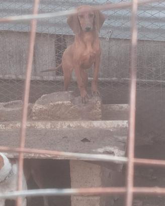 Cucciola segugio