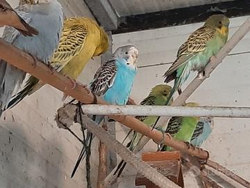 Cocorite varie mutazioni