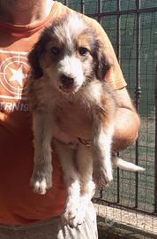 Cuccioli maschi di Pastore dell'Asia Centrale