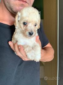 Maltipoo