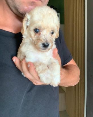 Maltipoo