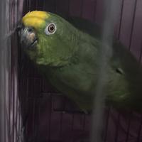 Pappagallo amazzone fronte gialla