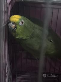 Pappagallo amazzone fronte gialla