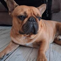 Bulldog francese maschio disponibile per monta