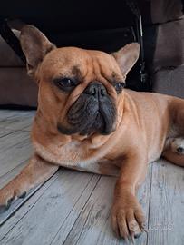Bulldog francese maschio disponibile per monta