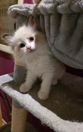 Cuccioli di Ragdoll