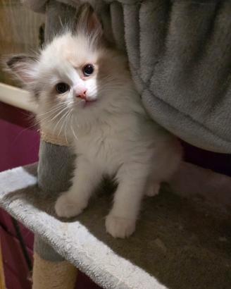 Cuccioli di Ragdoll