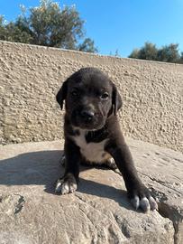 Cuccioli Amstaff incrocio