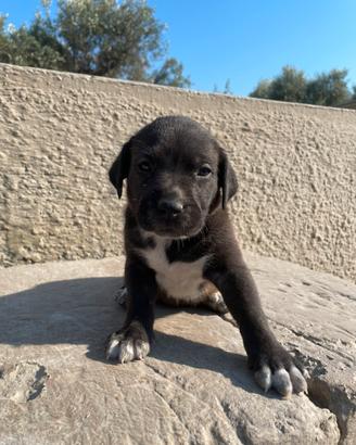 Cuccioli Amstaff incrocio