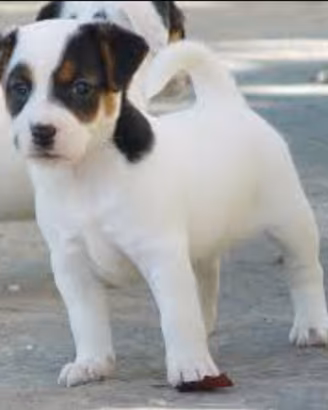 Jack Russell