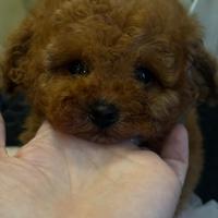 Barboncina toy rossa