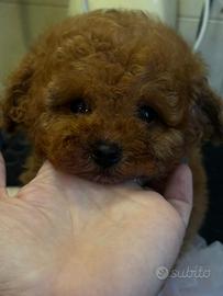 Barboncina toy rossa