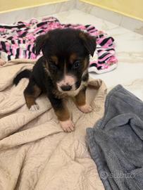 Adorabile cucciolo maschio incrocio pastore tedesc