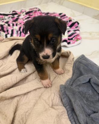 Adorabile cucciolo maschio incrocio pastore tedesc