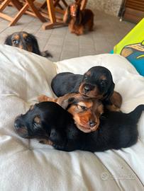 Cagnolini