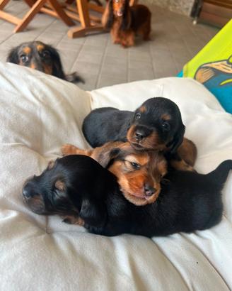 Cagnolini