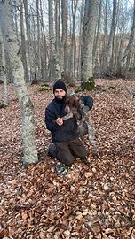 Bracco pointer femmina