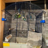 Cocorite coppia e single con gabbie