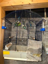 Cocorite coppia e single con gabbie in blocco