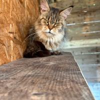 Maine Coon femmine