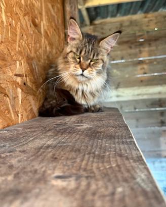 Maine Coon femmine adulte e quasi adulte
