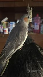Uccelli