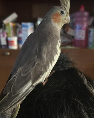 Uccelli