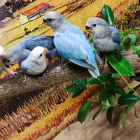 INDEPARABILI:Allevati a Mano