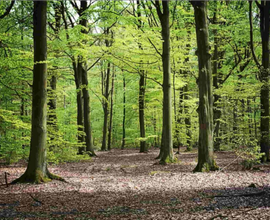 Cercasi bosco