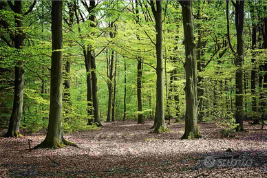 Cercasi bosco