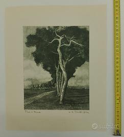 bromolio "Pini di Roma" Domenico Peretti Griva 