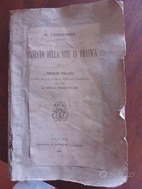 INNESTO DELLA VITE IN PRATICA