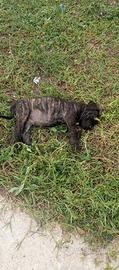 cuccioli di cane corso 
