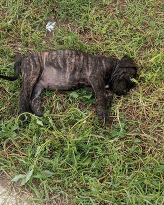 cuccioli di cane corso 